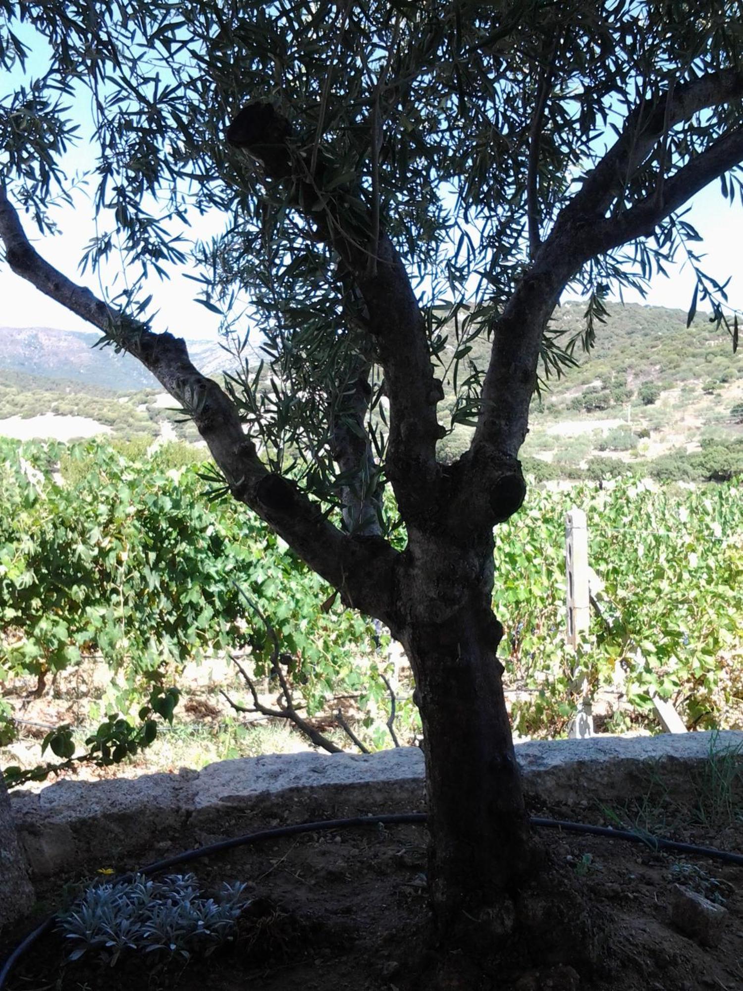 Agriturismo B&B Domo De Resteblas Berchidda Extérieur photo